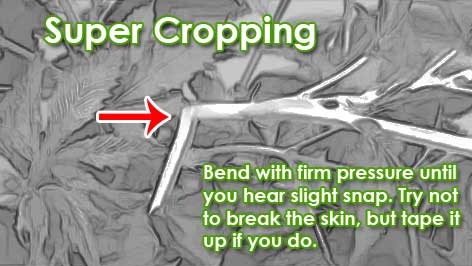 Supercropping marijuana diagram