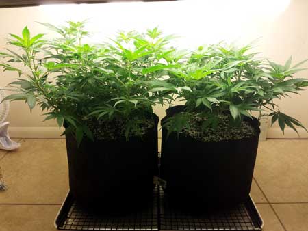 Here are those same CFL grown cannabis plants after they've gotten older - the grower continued training the plant throughout its life until it looked like this