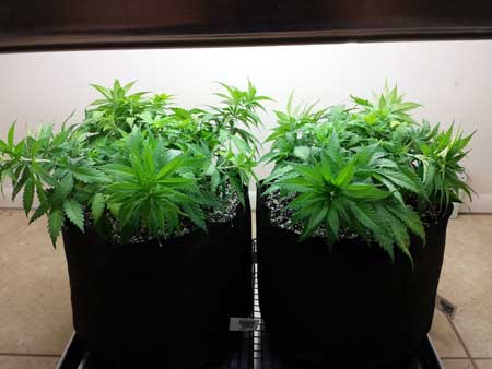 The same vegetative cannabis plants after they've been trained with LST so all the stems are the same height