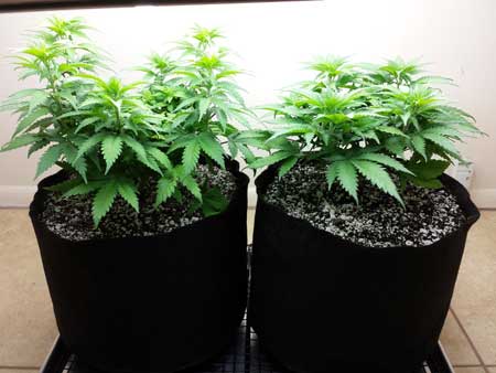 Young vegetative cannabis plants under CFLs
