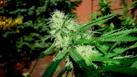 The cola of a female cannabis plant - this fattens and forms into buds