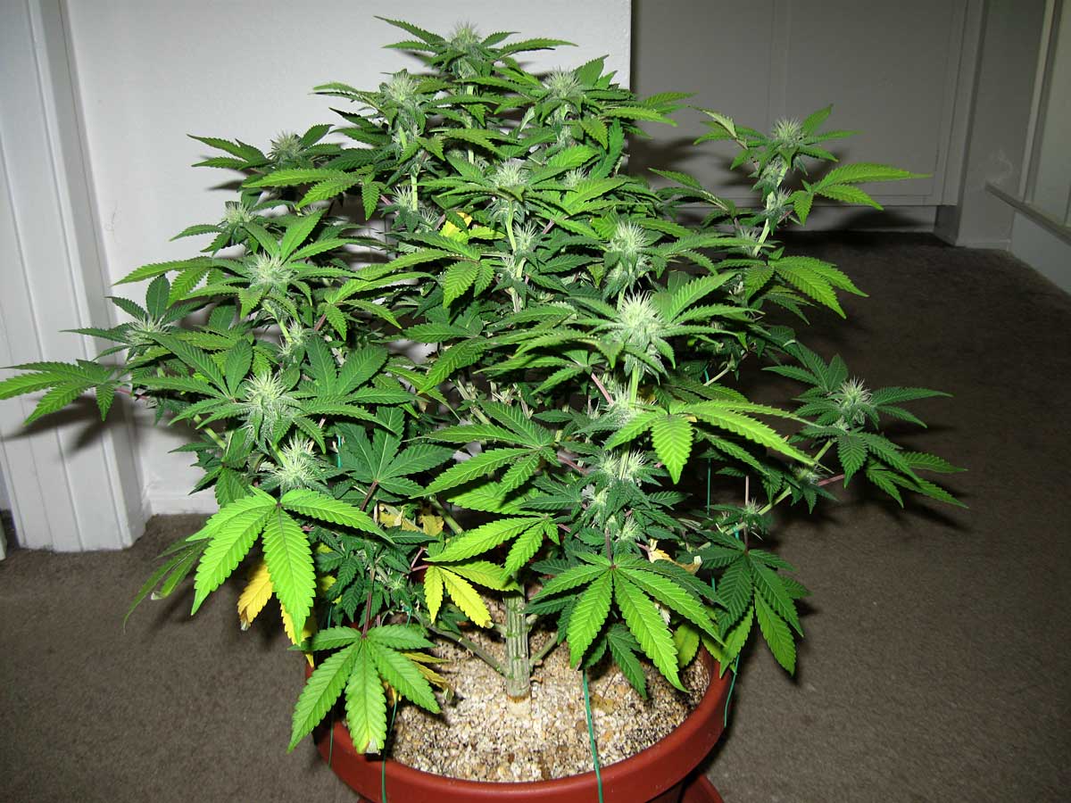 The fattened cola of a female cannabis plant - just about ready for harvest!