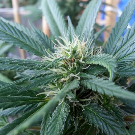 A young female cannabis plant - the places where you see these white hairs turn into buds