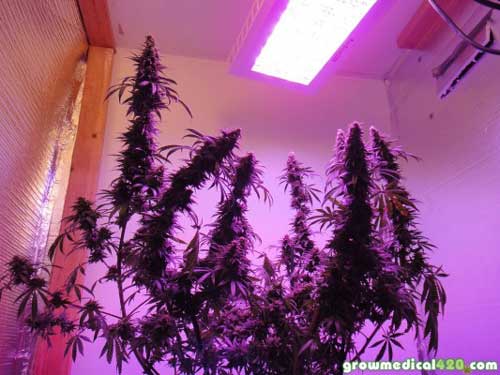 The Afghan Kush just prior to harvest The Afghan Kush just prior to harvest