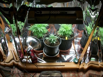Inside of the grow cabinet!