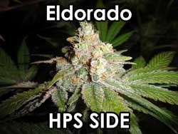 Eldorado - HPS side Eldorado - bud from the HPS side