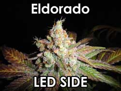 Eldorado - LED side Eldorado - bud from the LED side