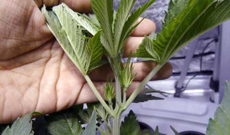 A cannabis plant is ready to be cloned when it's "mature", and you can tell for sure when the leaves are alternating like they are in this pic