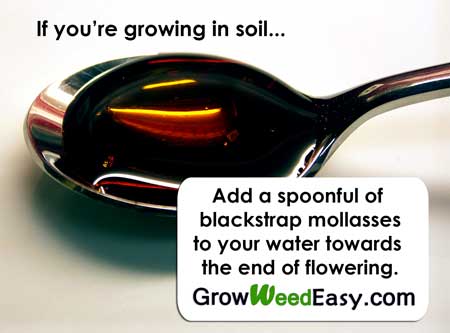 If you're growing in soil, you can improve yields and bud flavor by adding a spoonful of blackstrap molasses to your water every time you water your plants (during the second half of the flowering stage).