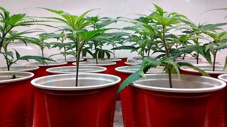 Pic by B. Clement - a bunch of healthy and rooted cannabis clones