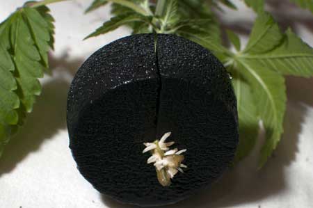 Cannabis Clone Roots closeup picture by HerbLion really shows the details of how roots start growing out of the cutting's stem