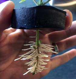 This young cannabis weed plant is showing its newly formed roots growing directly out of the stem