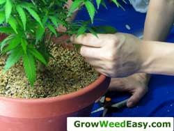 How to grow clones weed