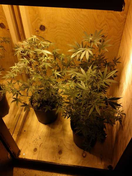 3 Plants in my garage grow box - day 31 from seed- Autoflowering Northern Lights strain