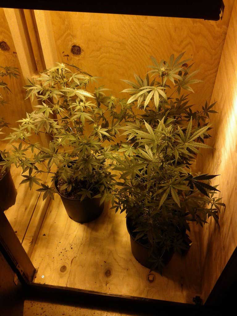 day 41 northern lights under hps