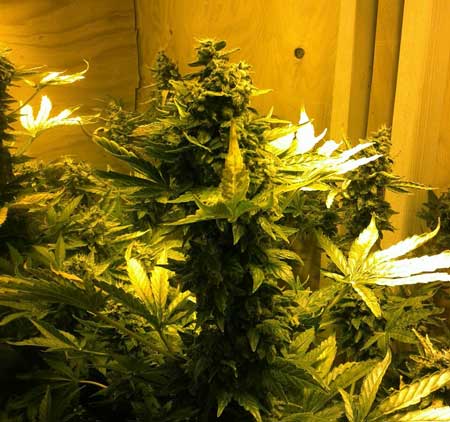1st Grow In My Garage Auto Northern Lights Box Under 400w Day 79 From Seed Northern Lights Autoflowering In Garage Grow Box