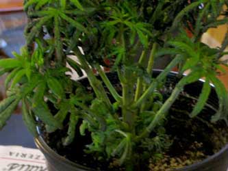Indoor cannabis growing problems