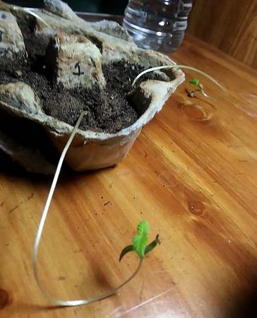 These cannabis seedlings are tall, thin and falling down because they aren't getting enough light