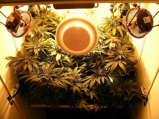 How to make a small weed grow box