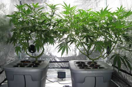 Two happy plants growing in a DWC (deep water culture) hydro setup. In DWC, you get faster vegetative growth than almost any other method!