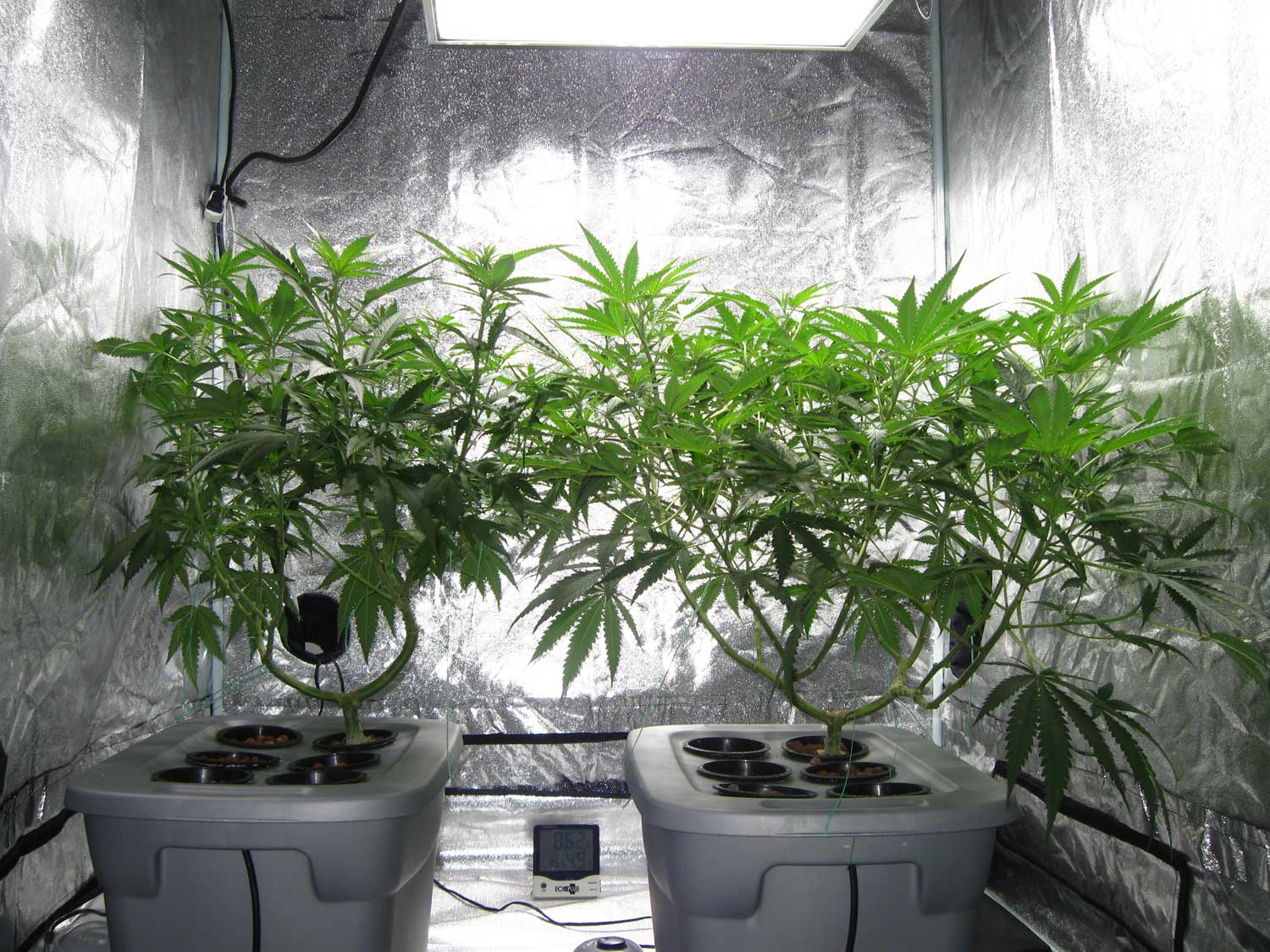 Growing Marijuana Hydroponically Indoors Using Water