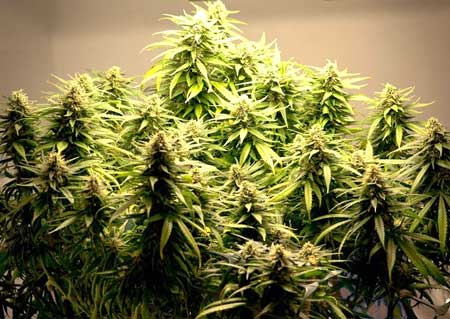 Fastest way to grow marijuana indoors