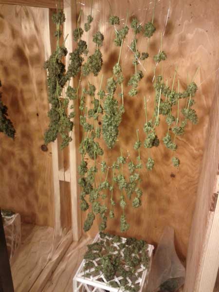 Harvest - my auto Northern Lights buds are drying