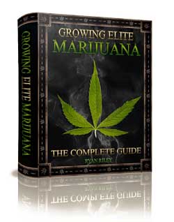 Click here to learn more about growing elite marijuana!