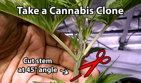 Growing marijuana clones