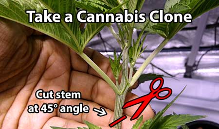 Diagram - how to take a cannabis clone - use sharp, clean scissors to cut your stem at a 45° angle