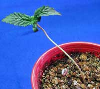 This seedling is growing tall because she wants more intense light. She's "reaching" up towards what she thinks is the sun.