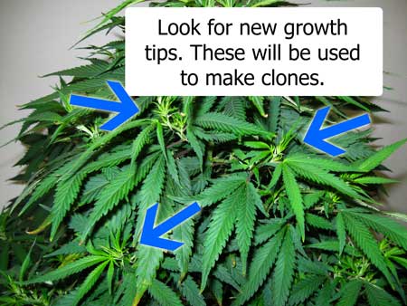 Look for new growth tips on your "mother" marijuana plant. These will be used to take new clones.