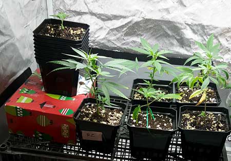 These rooted pot clones have been planted in coco coir and are ready to start growing!