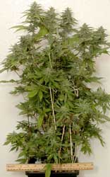 Purple Arrow Marijuana plant has undergone selective light training