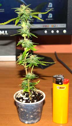 Weed plant growing fast