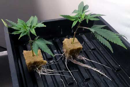 Pic by B. Clement - These cannabis cuttings have successfully sprouted roots and has achieved full "clone" status
