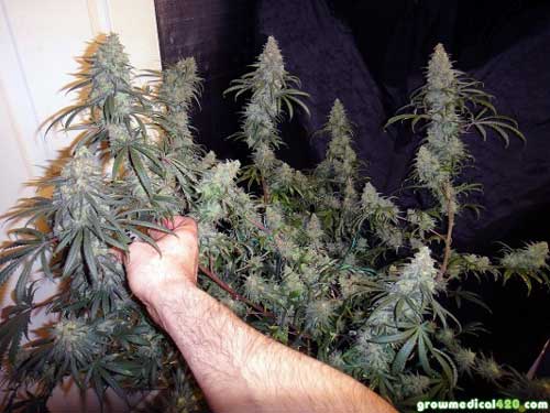 A sprawling web of sticky Critical Sensi Star colas & buds