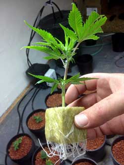 Picture of a cannabis clone that has made roots - you can see the roots coming out from the starter growing cube