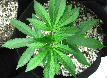 How to make weed plants grow faster and bigger