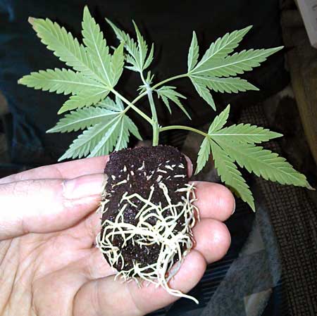 This weed clone was rooted inside a starting cube known as a "Rapid Rooters"