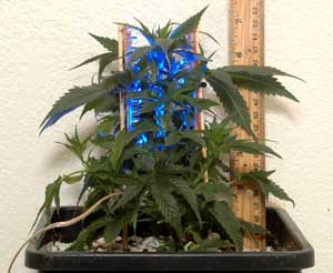 Young Jack Herer Marijuana plant being subjected to selective light training