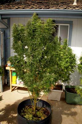 1 Pound outdoor marijuana plant is just about ready for harvest