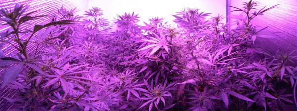 Learn how much Endive harvests off these two plants under his Pro Grow 550 LED light