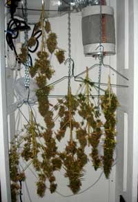 Buds drying on a DIY setup