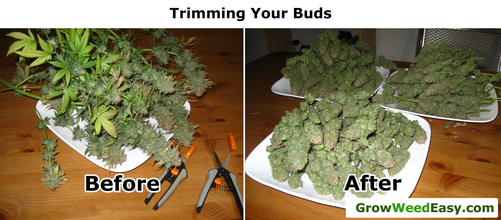 Original Guide to Drying and Curing Marijuana Buds
