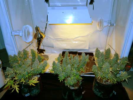 Three short plants before harvest