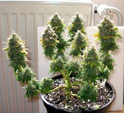 How To Grow Your Own Out Of This World Cannabis Bonsai Tree Bonsai-marijuana-plant-sm