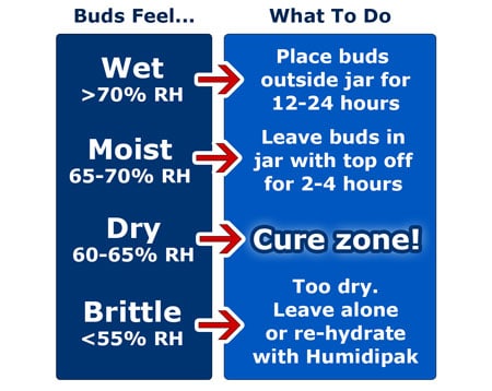 Cannabis Curing Guide Using A Hygrometer & Jars