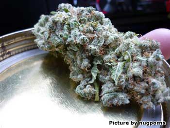 Beautiful White Widow nug is taken out of the curing jar for a picture - look at all those sparkles!