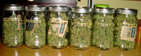 Cannabis buds being cured in jars with Boveda Medium 62 Humidipaks to control the humidity during the curing process